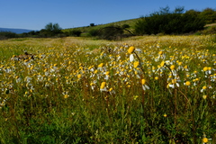 Foveolina tenella