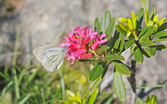 Pieris bryoniae