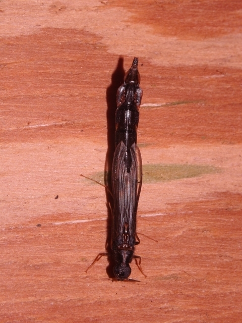 Lymexyloidea