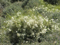 Clematis afoliata