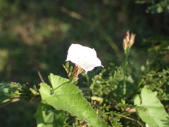Convolvulus farinosus