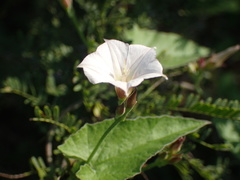Convolvulus farinosus
