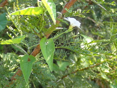 Convolvulus farinosus