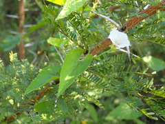 Convolvulus farinosus