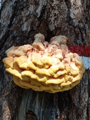Laetiporus montanus
