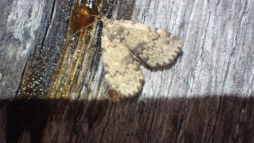 Toothed Idia Moth photo 5