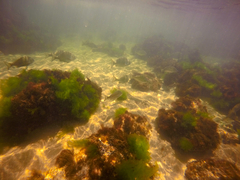 Acanthopagrus butcheri