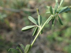 Indigofera hedyantha