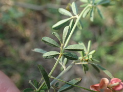 Indigofera hedyantha