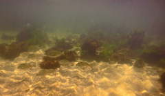 Acanthopagrus butcheri