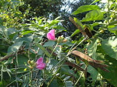 Tephrosia shiluwanensis