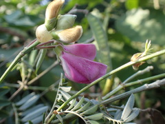 Tephrosia shiluwanensis