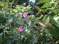 Tephrosia shiluwanensis