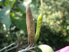 Tephrosia shiluwanensis