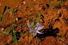 Babiana toximontana