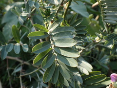 Tephrosia shiluwanensis