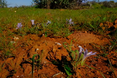 Babiana toximontana