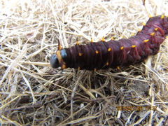 Battus polydamas psittacus