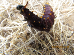Battus polydamas psittacus