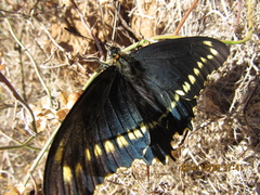 Battus polydamas psittacus