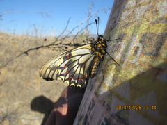 Battus polydamas psittacus
