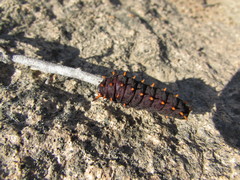 Battus polydamas psittacus