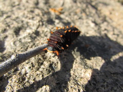 Battus polydamas psittacus