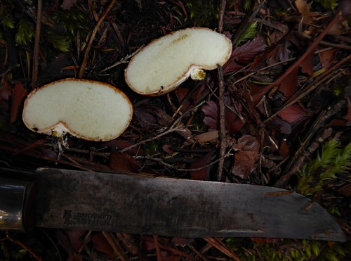 Rhizopogon verii image