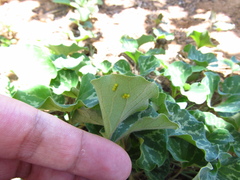 Battus polydamas psittacus