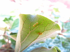 Battus polydamas psittacus