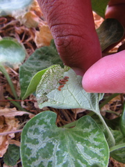 Battus polydamas psittacus