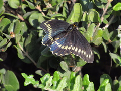 Battus polydamas psittacus