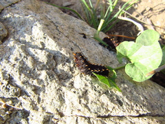 Battus polydamas psittacus