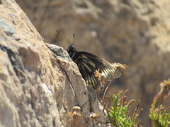 Battus polydamas psittacus