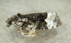 Apotomis funerea