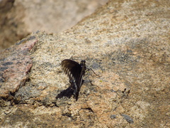 Battus polydamas psittacus