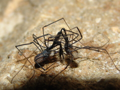 Ischyropsalis strandi