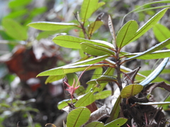 Gesneria duchartreoides