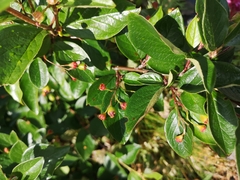 Cotoneaster acutifolius
