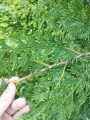 Thuja occidentalis