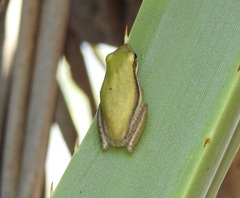 Litoria bicolor