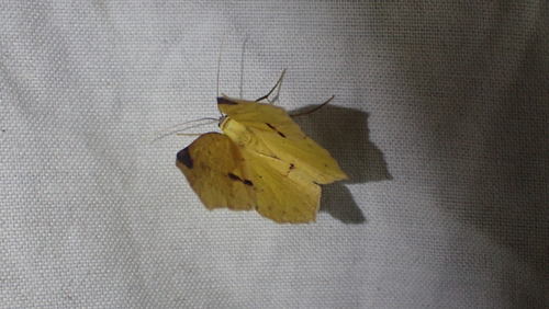 Variable Antepione Moth photo 6