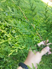 Thuja occidentalis