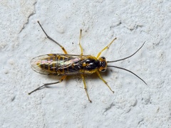 Euura tibialis