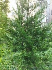 Thuja occidentalis
