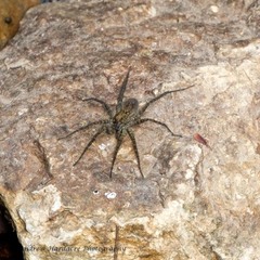 Pardosa sumatrana