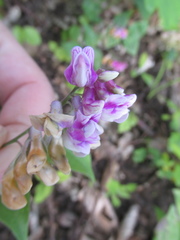 Lathyrus venetus