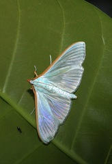 Stemorrhages oceanitis