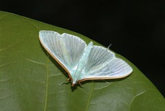 Stemorrhages oceanitis