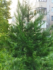 Thuja occidentalis